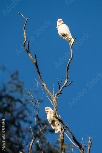 cockatoo and corella sitting on a branch in a gum tree in the bush in australia 