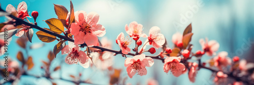  Blossoming Apricot Tree Branches on Blue with Copy Space: Nature Concept for Web Banners and Greetings. Serene Springtime Floral Background of Cherry Blossoms and Tender Flowers