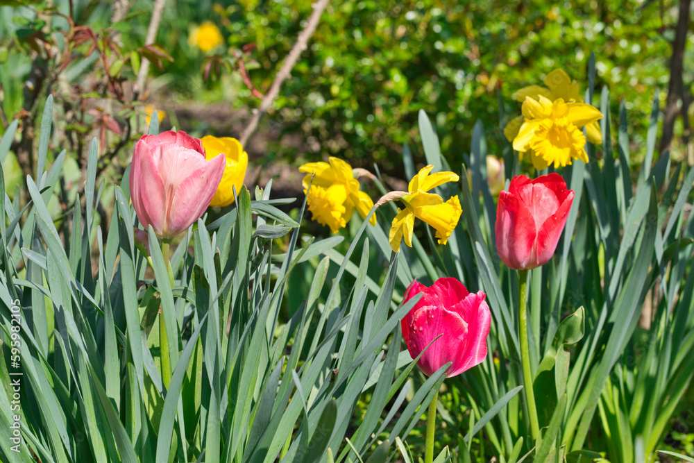 fresh colorful blooming tulips in spring, closeup fresh colorful blooming tulips in spring, closeup
