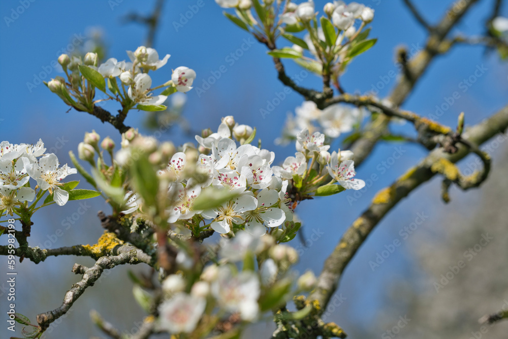Fruit tree blossoms in spring, macro, close-up, apple, cherry, pear Fruit tree blossoms in spring, macro, close-up, apple, cherry, pear