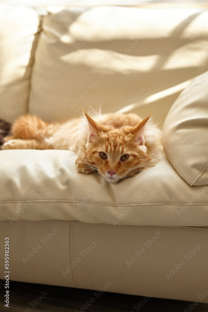 Ginger cat relaxing on couch in living room lying. Pet enjoying sun at home. Maine Coon cute cat 5 months old