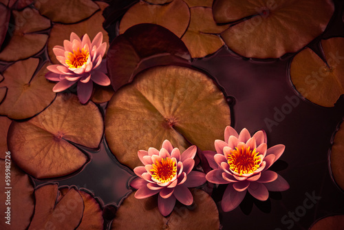 pink lotus flower