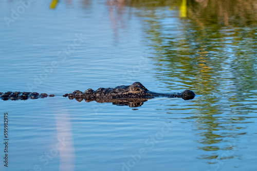 Alligator floating quietly on the surface