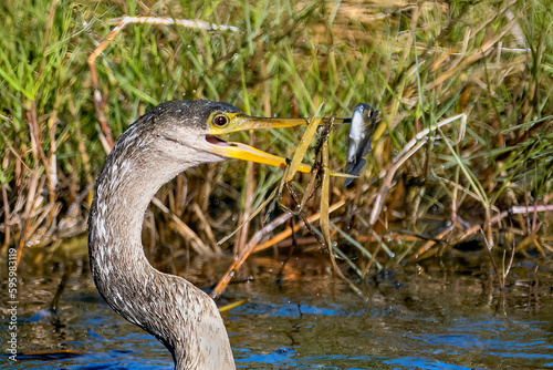 Anhinga tossing his food in the air to turn fish haed first to go down his throat