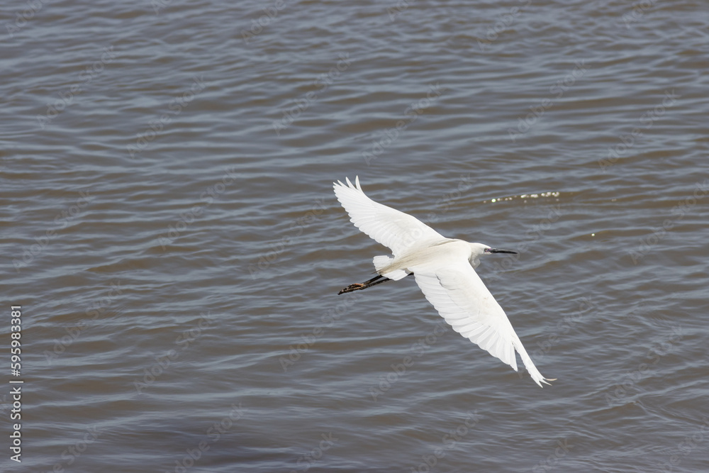 Fototapeta premium A white stork flies above the river