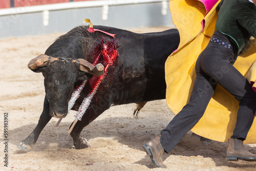 Tourada - an injured bull fighting a man on the arena