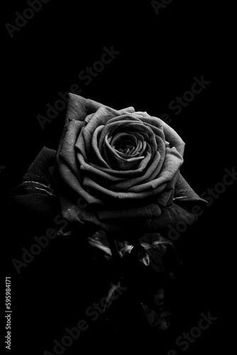 Close-up of black and white roses on black background 