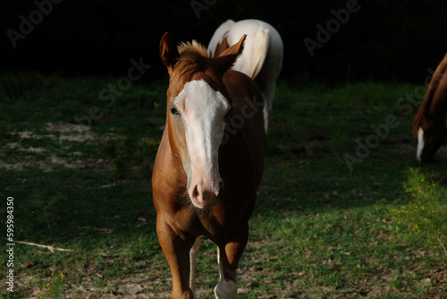 Bald face colt horse during Texas ranch summer.