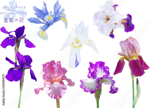 Fototapeta Naklejka Na Ścianę i Meble -  切り抜き透過素材セットー春の青紫の花