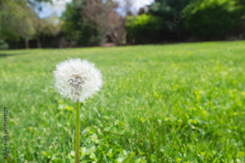 Single dandelion head gone to seed on a green lawn