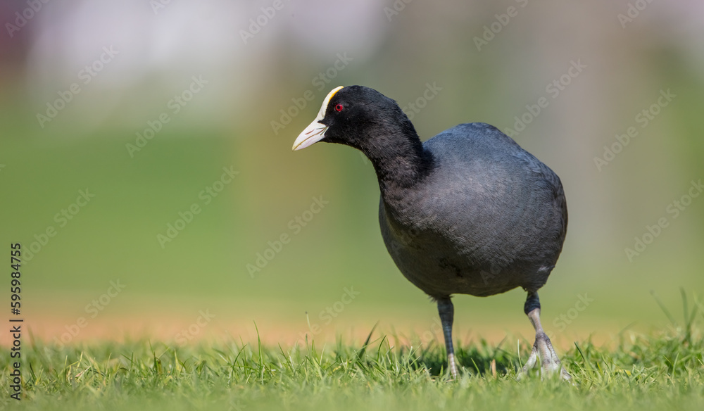 Fototapeta premium Eurasian coot - adult bird in spring