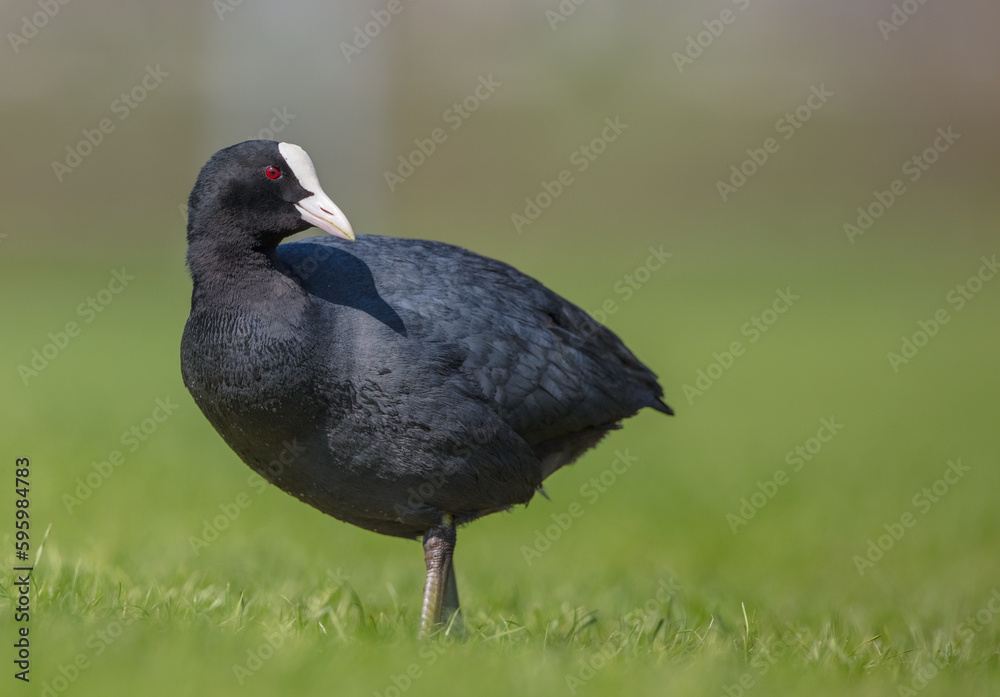 Eurasian coot - adult bird in spring Eurasian coot - adult bird in spring