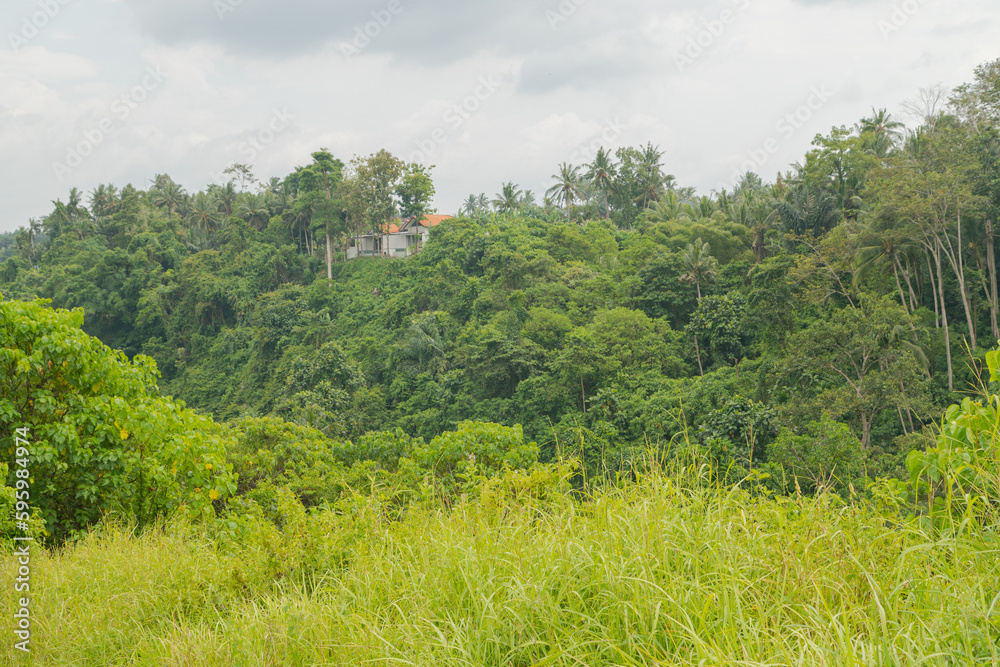 Landscape with houses in jungle near Campuhan ridge walk, Bali, Indonesia, track on the hill with grass, large trees, jungle and rice fields.