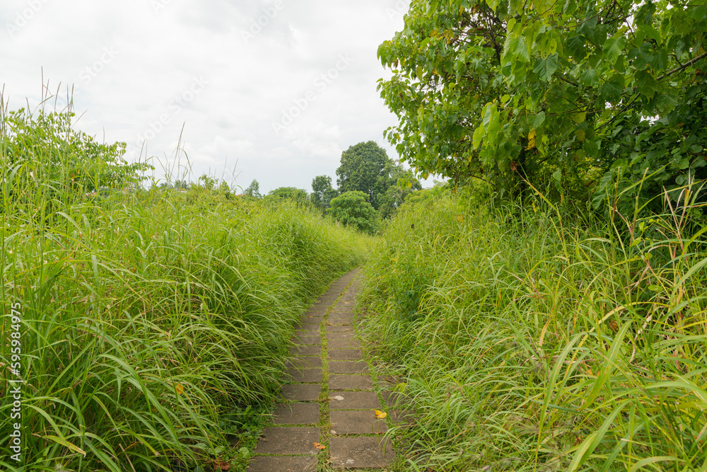 Campuhan ridge walk, Bali, Indonesia, track on the hill with grass, large trees, jungle and rice fields.