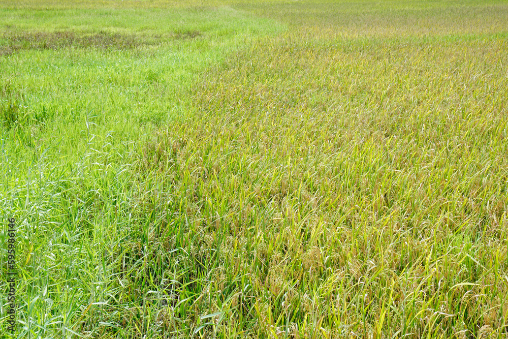 rice fields on bohol islnd at the philippines rice fields on bohol islnd at the philippines