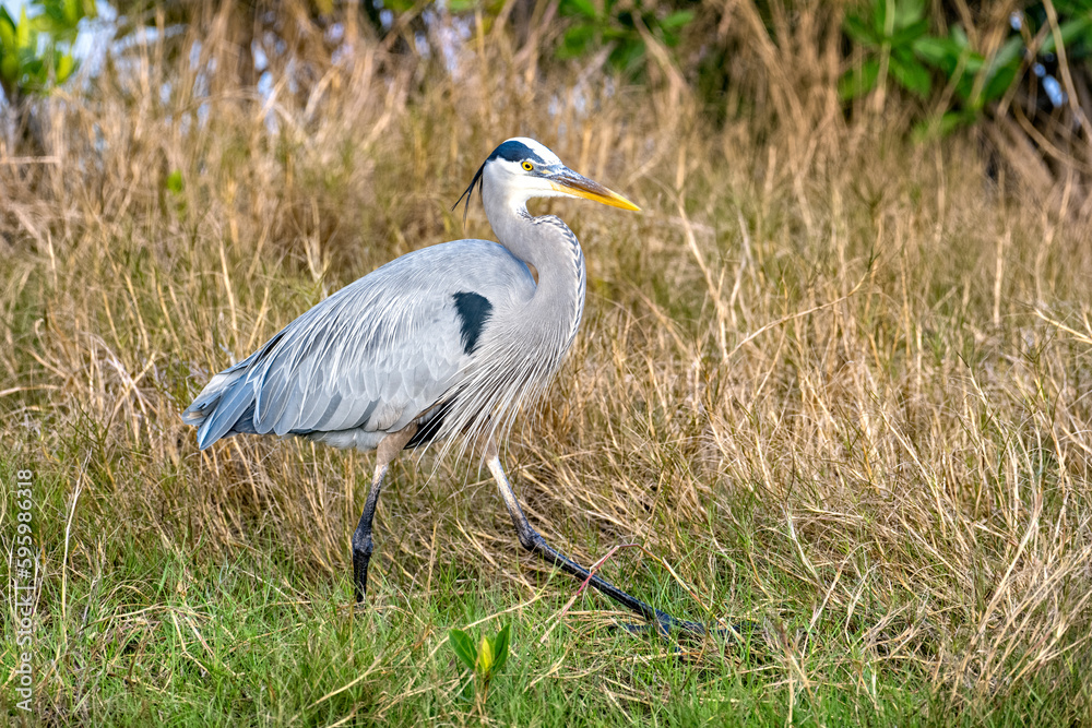 Fototapeta premium Blue heron strutting through the grass