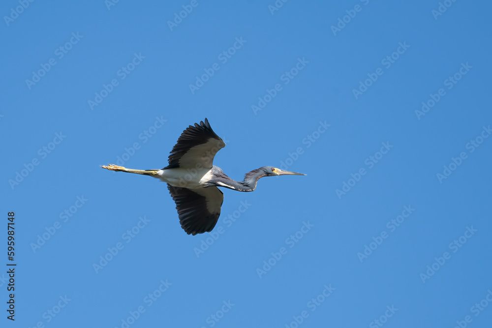 Fototapeta premium Blue heron flying blue sky