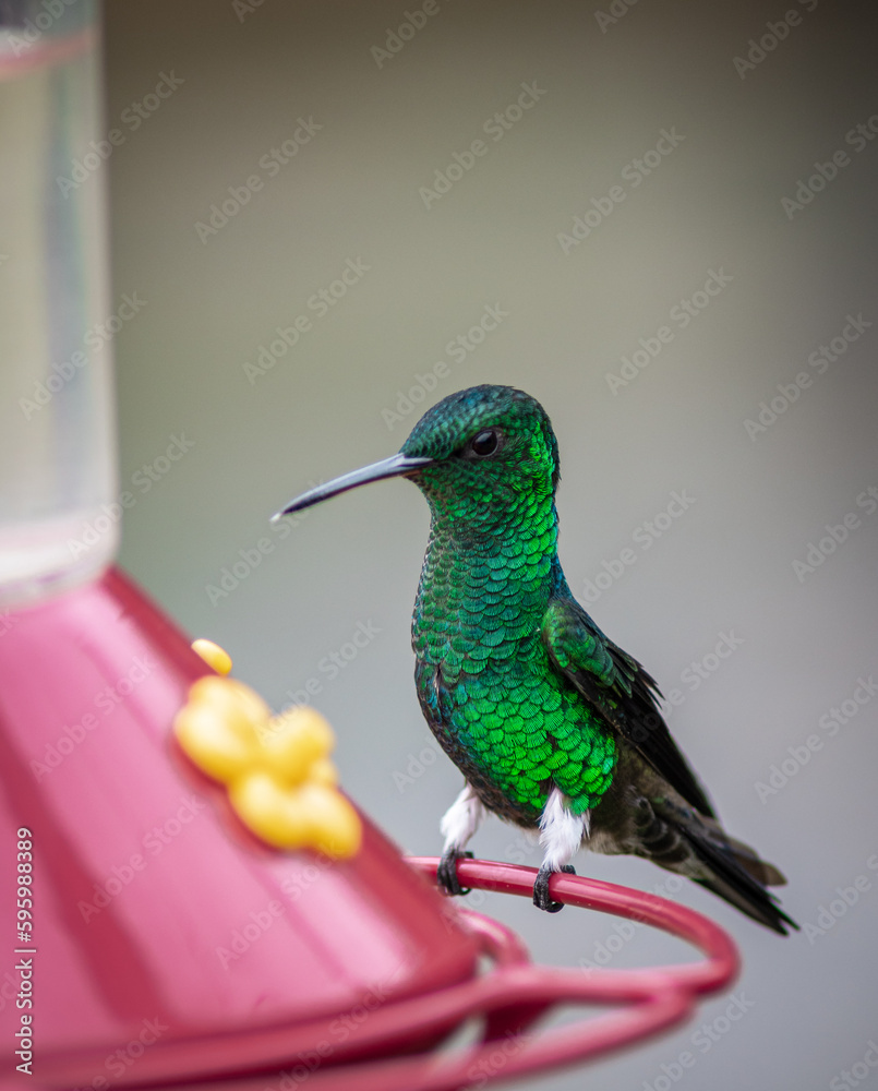 Fototapeta premium hummingbird feeder green emerald