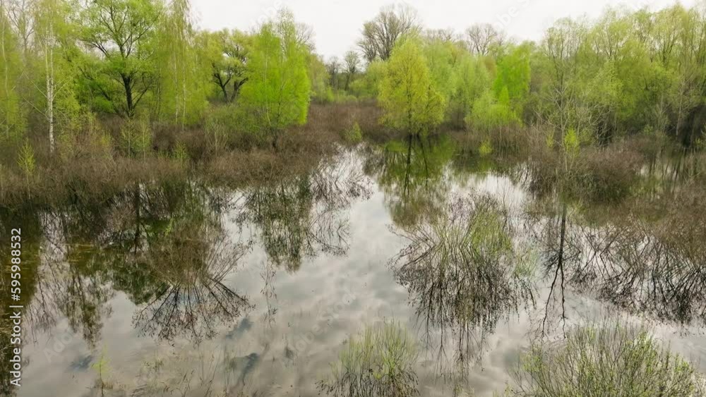 River lake swamp water forest spring nature park tree green River lake swamp water forest spring nature park tree green