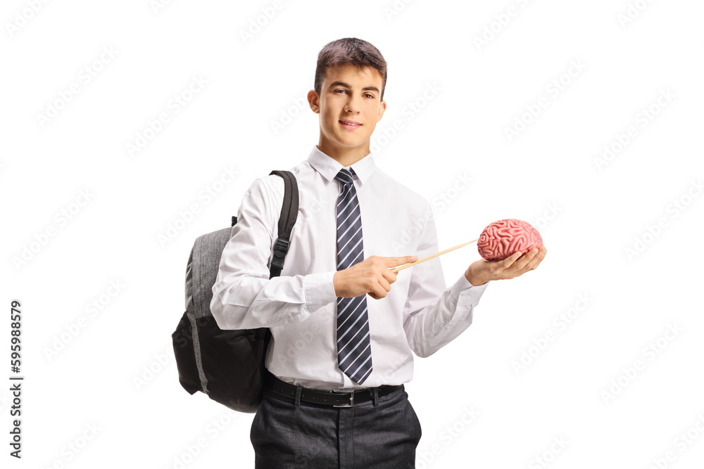Male student holding a human brain and pointing with a stick Male student holding a human brain and pointing with a stick