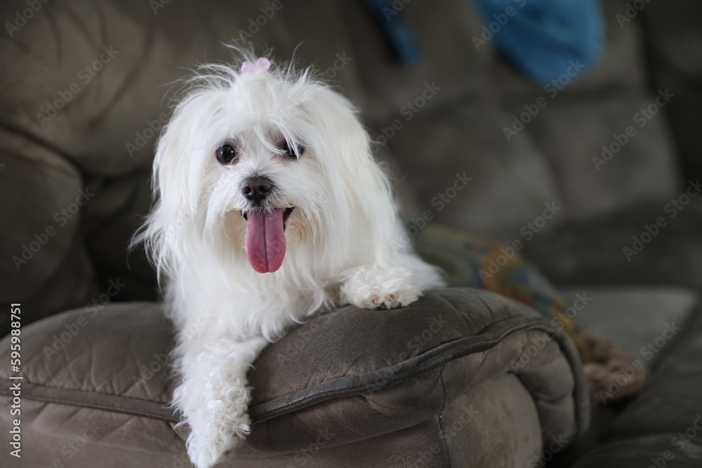 Model Maltese Female Dog on couch Model Maltese Female Dog on couch