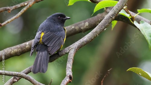 Black-and-yellow silky-flycatcher, bird endemic of Central America photo