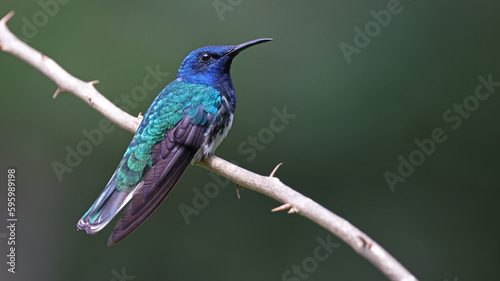 Perched White-necked jacobin, Costa Rica