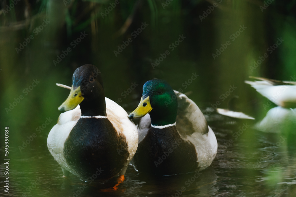 Obraz premium Two ducks hiding behind some grasses while being photographed