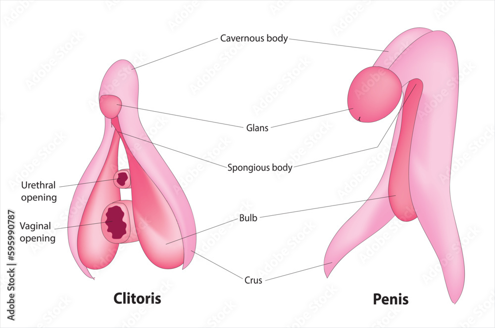 Fotografering, Billede Anatomy of the clitoris and the penis, KKT  Madhusanka på Europosters.dk