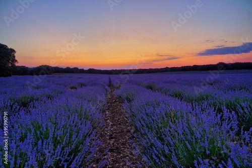 Lavender fields in bloom
