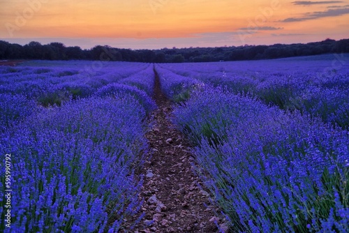 Lavender fields in bloom