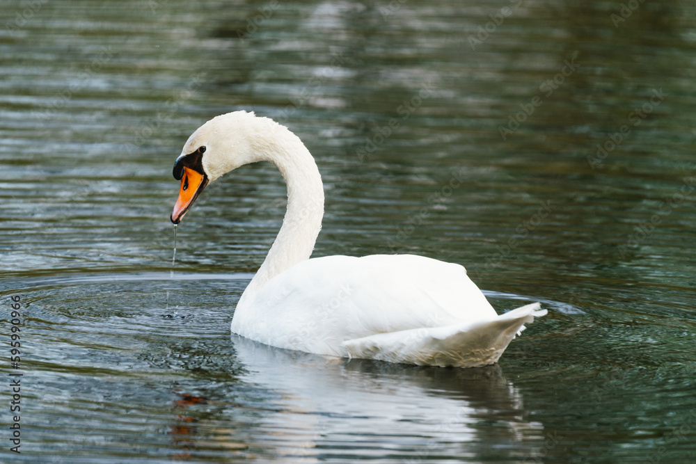 Fototapeta premium Close-up of a swan on lake