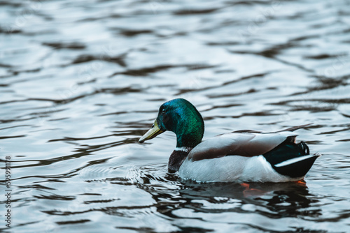 Male duck on the water with stunning green feathers on the head