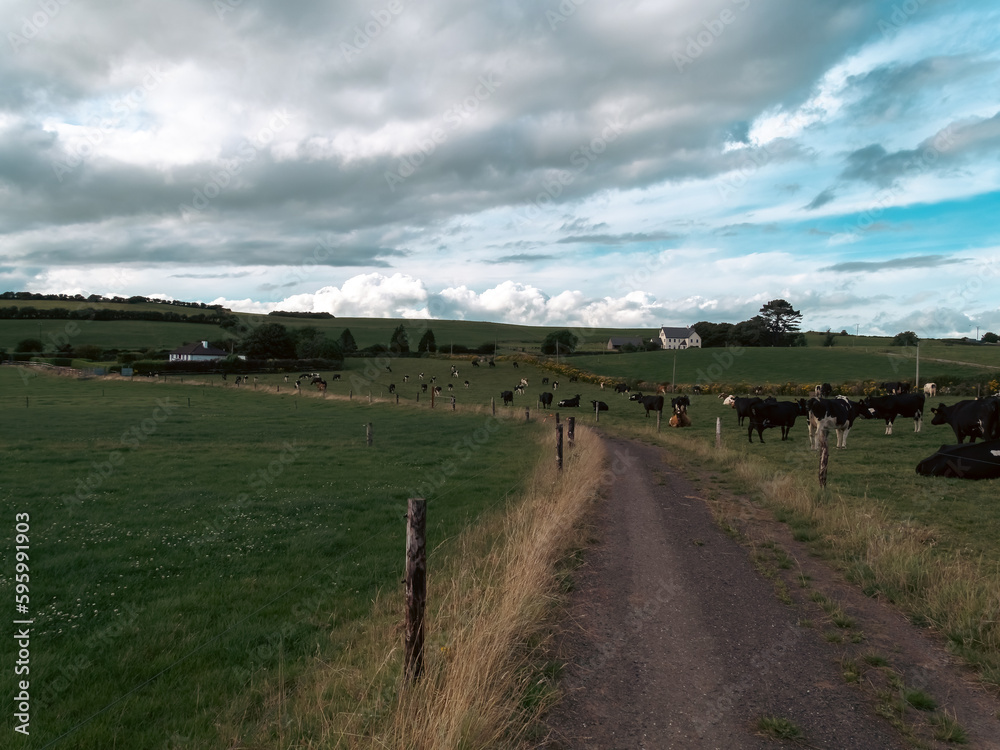 A narrow country road between two farm fields in Ireland in summer. A herd of cows grazing on a green farm pasture. Rustic landscape, cloudy sky. cows on green grass field