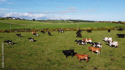 cows on a pasture, summer day in Ireland. Grazing on a livestock farm. Agricultural landscape. Ecological animal husbandry. Herd of cow on green grass field