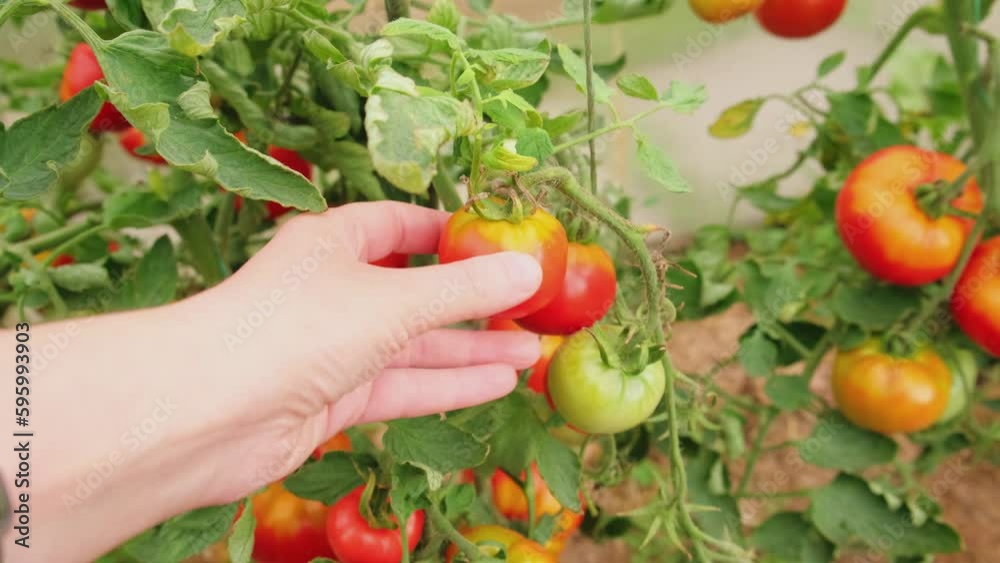 Gardening and agriculture concept. Woman farm worker hand picking fresh ripe organic tomatoes. Greenhouse produce. Vegetable food production. Tomato growing in greenhouse Gardening and agriculture concept. Woman farm worker hand picking fresh ripe organic tomatoes. Greenhouse produce. Vegetable food production. Tomato growing in greenhouse