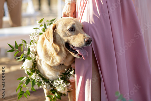 Un labrador con una corona di fiori viene portato al guinzaglio dalla sua padrona photo