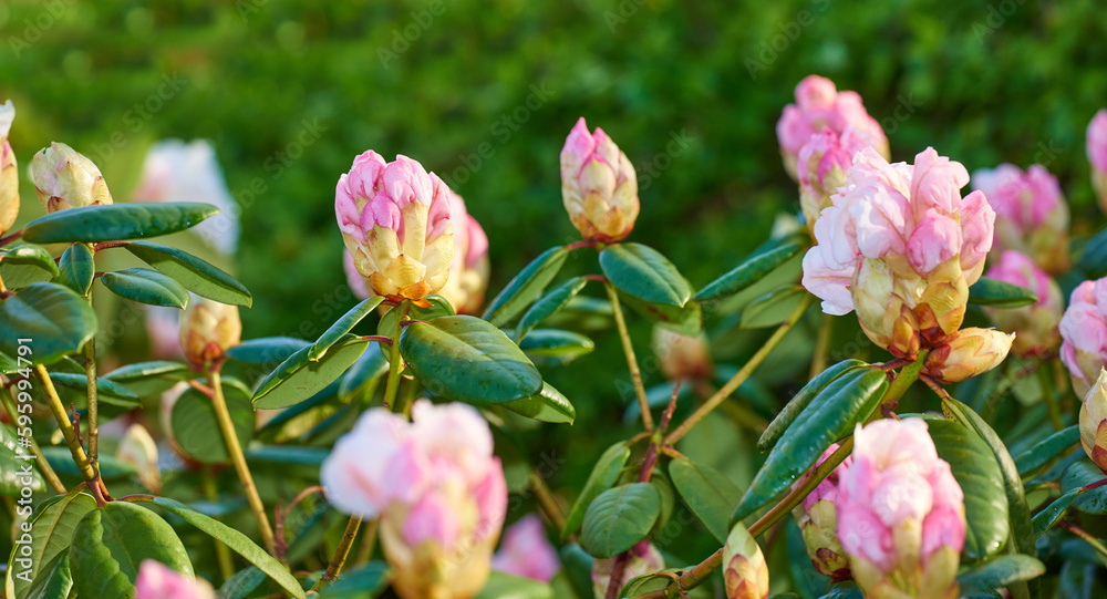 Obraz premium Rhododendron is a genus of 1,024 species of woody plants in the heath family, either evergreen or deciduous, and found mainly in Asia, although it is also widespread throughout the Southern Highlands