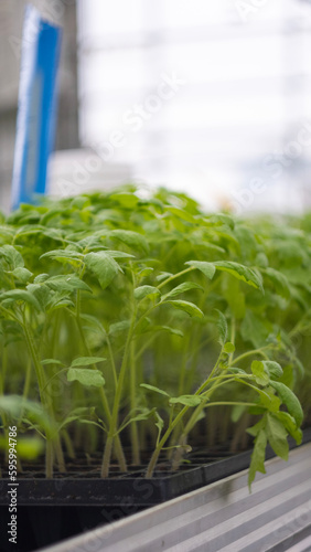 tomato plants growing in the greenhouse © Martin