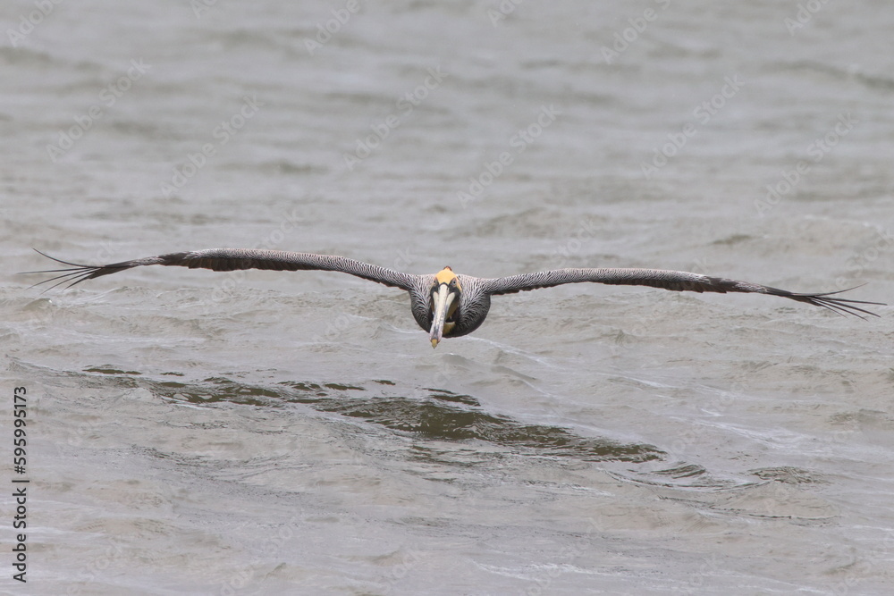 Brown pelican skimming the surf. Brown pelican skimming the surf.