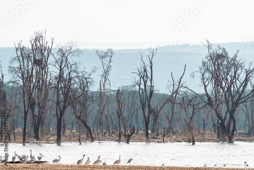 Dead tree remains in Lake Nakuru, Kenya on a sunny day. This is an alkaline lake photo