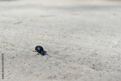 der sehr giftige aber geschützte schwarzblaue Ölkäfer, Meloe proscarabaeus, im Frühling auf einem Wanderweg © Heiko Küverling