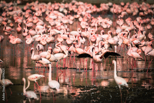 Beautiful flock of pink flamingos at Lake Nakuru National Park Kenya Africa photo