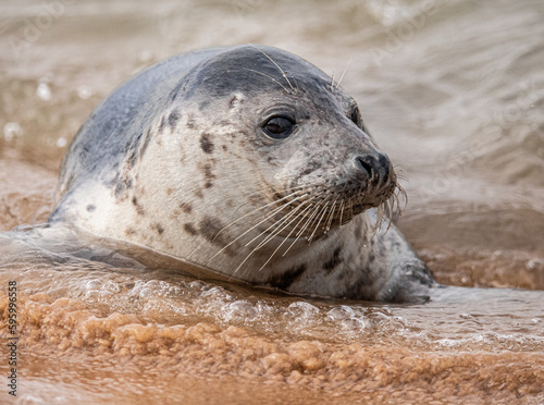 Young seal on the beach