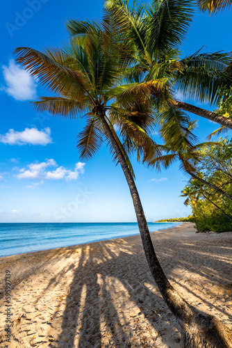    Grand Anse des Salines    is a popular beach on tropical island Martinique in the Caribbean sea. White sandy beach with palm trees  turquoise water and surf near Saint Anne in french holiday paradise.