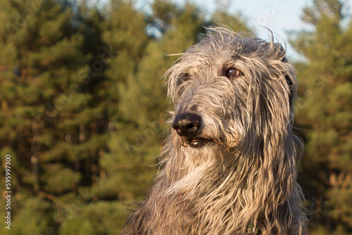 Scottish Deerhound