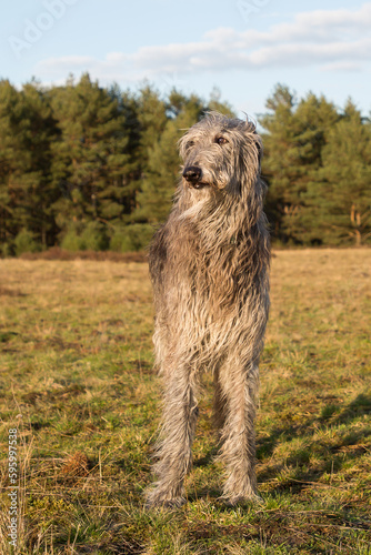 Scottish Deerhound