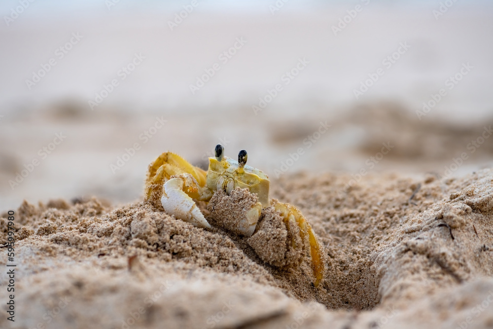 The Atlantic ghost crab (Ocypode quadrata) lives in burrows in sand above the strandline. Macro close up of a crab digging a hole into the beach of Martinique tropical island in the Caribbean Sea. The Atlantic ghost crab (Ocypode quadrata) lives in burrows in sand above the strandline. Macro close up of a crab digging a hole into the beach of Martinique tropical island in the Caribbean Sea.