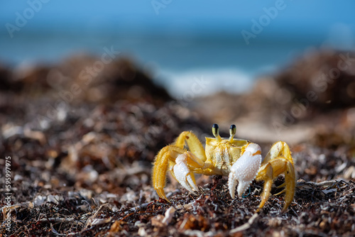 The Atlantic ghost crab (Ocypode quadrata) lives in burrows in sand above the strandline. Macro close up of a crab digging a hole into the beach of Martinique tropical island in the Caribbean Sea. photo
