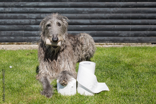 Scottish Deerhound